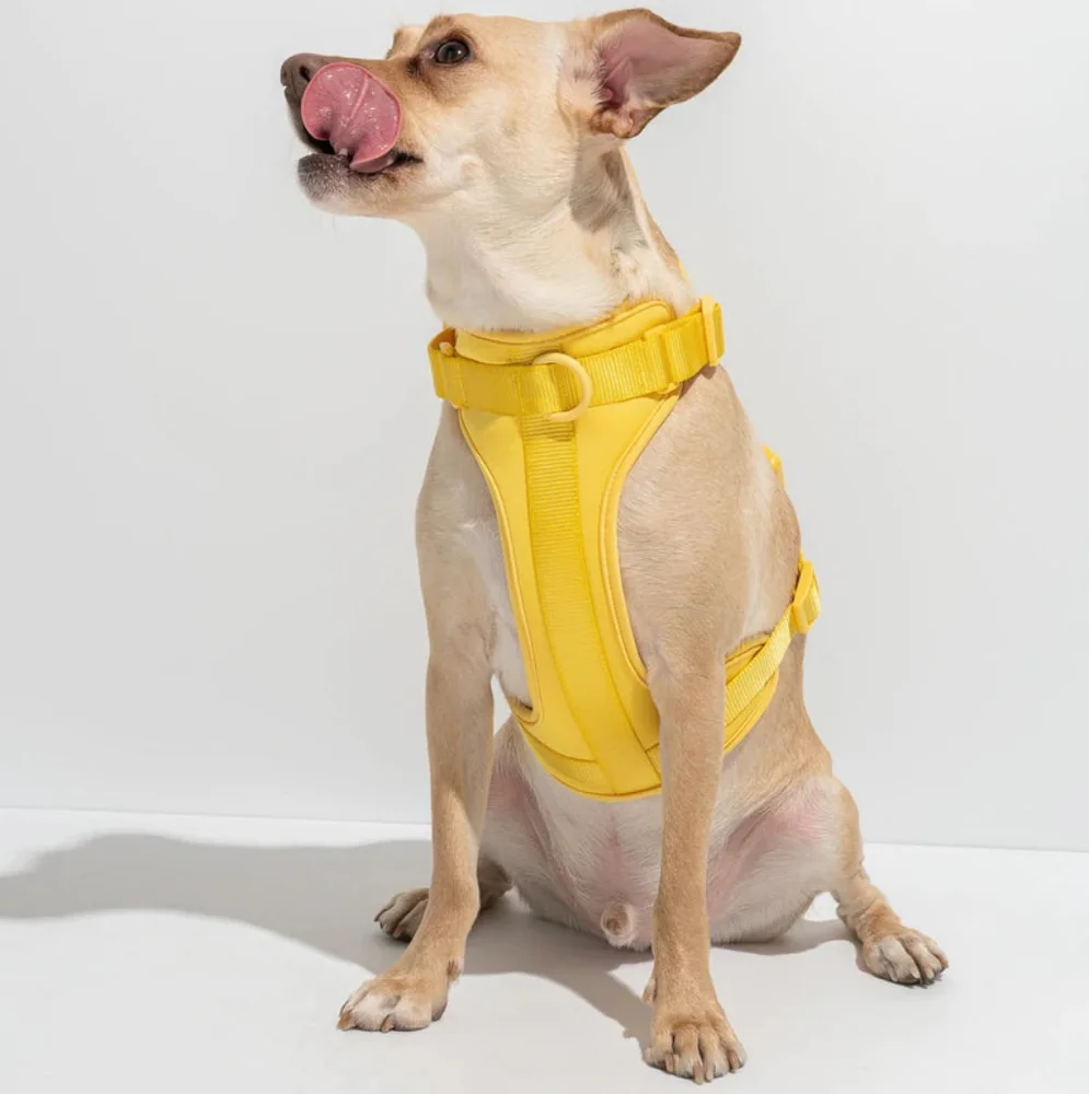 Wild One Limited Edition Dog Harness